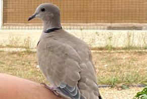 Fundmeldung Vogel Unbekannt Languidic Frankreich