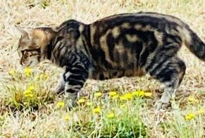 Vermisstmeldung Katze Männliche , 3 jahre Saint-Jean-Roure Frankreich