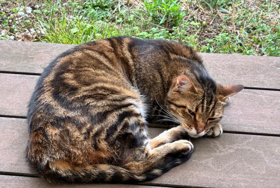 Vermisstmeldung Katze Männliche , 3 jahre Saint-Jean-Roure Frankreich