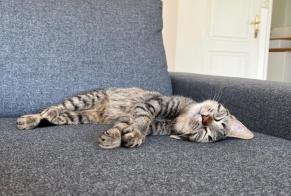 Fundmeldung Katze Weiblich , Zwischen 7 und 9 Monaten Saint-Jean-de-Braye Frankreich