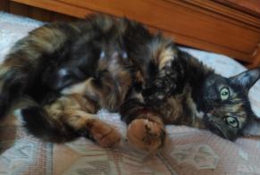 Vermisstmeldung Katze rassenmischung Weiblich , 6 jahre Les Roches-de-Condrieu Frankreich