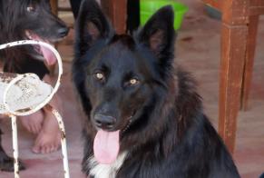 Vermisstmeldung Hund rassenmischung Männliche , 9 jahre Noulens Frankreich