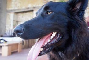 Vermisstmeldung Hund rassenmischung Männliche , 9 jahre Noulens Frankreich