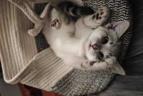 Vermisstmeldung Katze Weiblich , 1 jahre Saint-Mars-du-Désert Frankreich