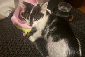 Fundmeldung Katze Unbekannt Bruyères Frankreich