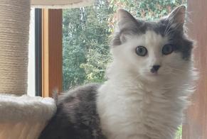 Vermisstmeldung Katze Weiblich , 1 jahre Landerneau Frankreich