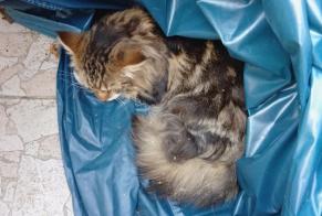 Fundmeldung Katze rassenmischung Unbekannt Villepinte Frankreich