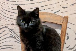 Vermisstmeldung Katze Männliche , 6 jahre Mouguerre Frankreich