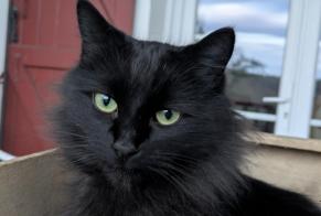 Vermisstmeldung Katze Männliche , 6 jahre Mouguerre Frankreich