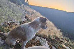 Vermisstmeldung Hund rassenmischung Weiblich , 1 jahre Mijanès Frankreich