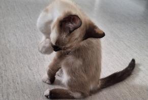 Fundmeldung Katze Unbekannt Colomiers Frankreich