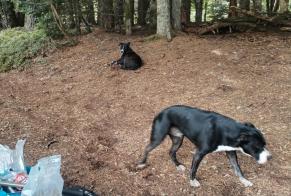 Fundmeldung Hund Männliche Moissat Frankreich