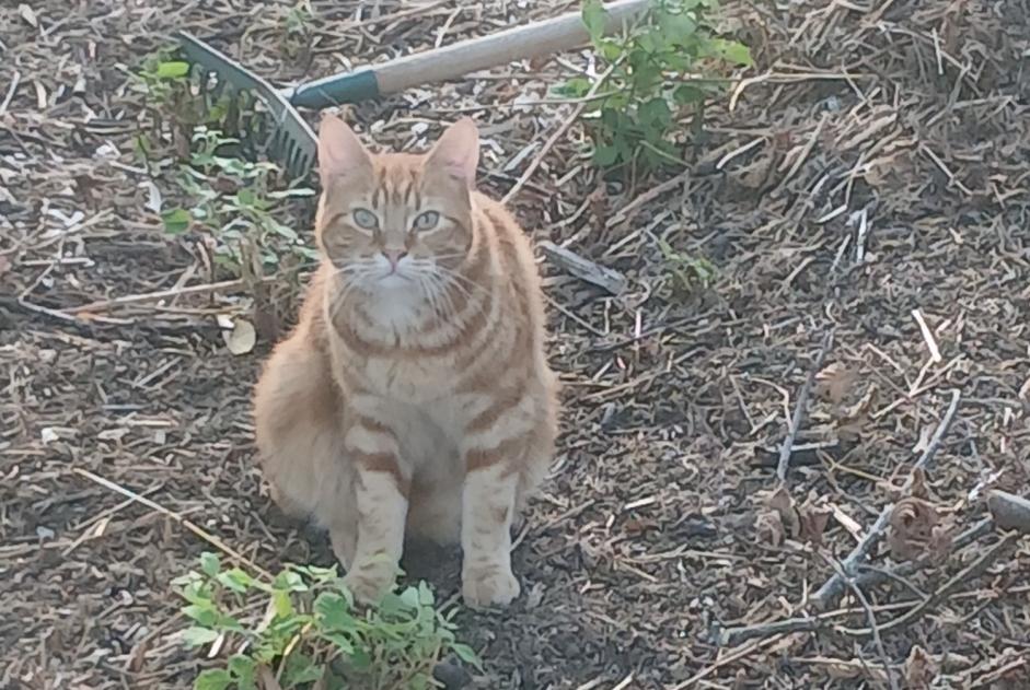 Vermisstmeldung Katze  Männliche , 2026 jahre Nersac Frankreich