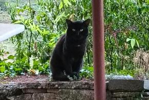 Fundmeldung Katze Männliche Crémieu Frankreich