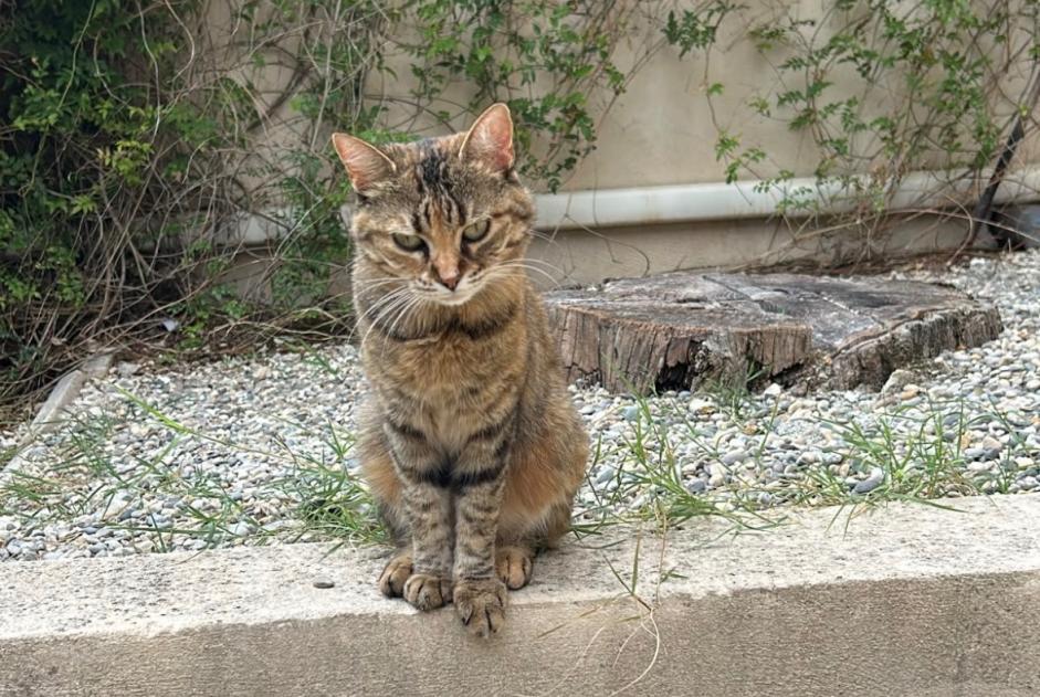 Fundmeldung Katze Unbekannt Jonquières Frankreich