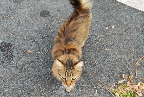 Fundmeldung Katze Unbekannt Poitiers Frankreich