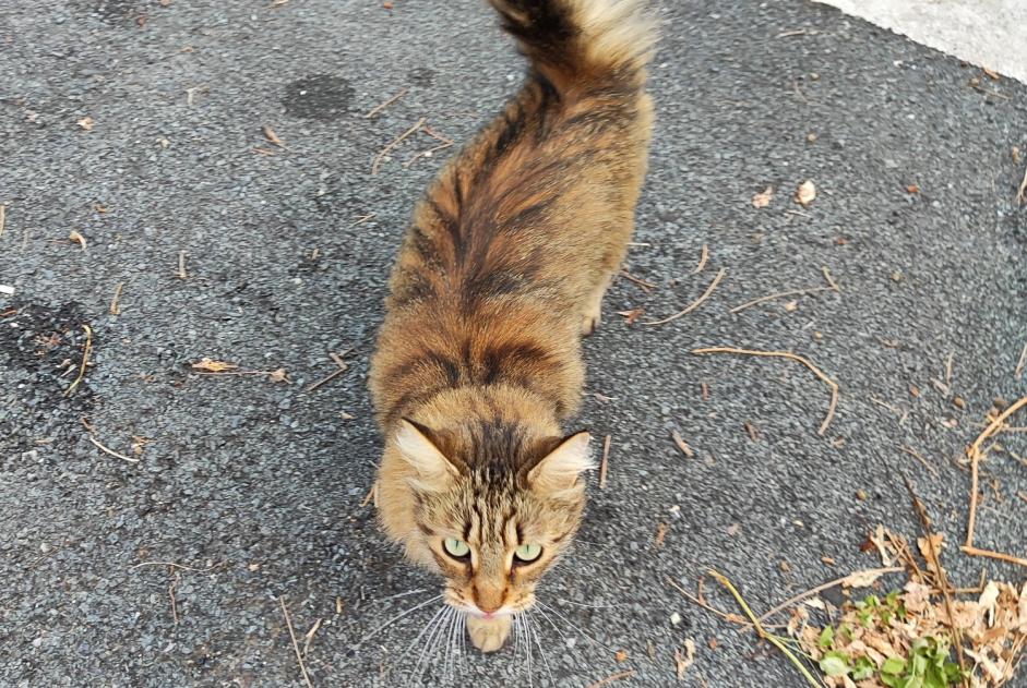 Fundmeldung Katze Unbekannt Poitiers Frankreich