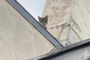 Fundmeldung Katze Unbekannt Paris Frankreich