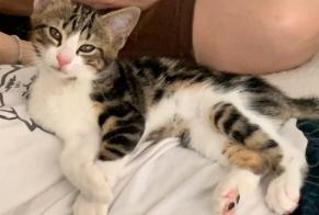 Vermisstmeldung Katze  Männliche , 0 jahre Villefranche-sur-Saône Frankreich