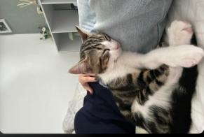 Vermisstmeldung Katze  Männliche , 0 jahre Villefranche-sur-Saône Frankreich
