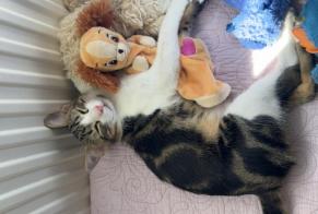 Vermisstmeldung Katze  Männliche , 0 jahre Villefranche-sur-Saône Frankreich