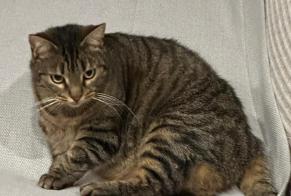 Vermisstmeldung Katze Weiblich , 9 jahre Saint-Hilaire-les-Andrésis Frankreich