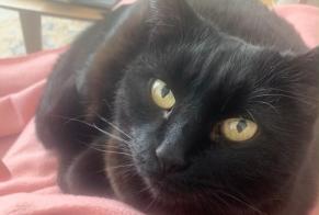 Vermisstmeldung Katze Weiblich , 11 jahre Chaville Frankreich