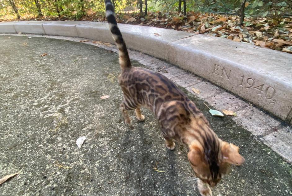 Fundmeldung Katze  Unbekannt , 1 Jahr Le Plessis-Robinson Frankreich
