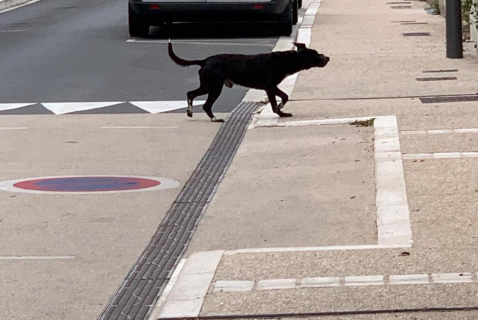 Fundmeldung Hund Männliche Valloire-sur-Cisse Frankreich