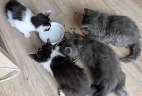 Fundmeldung Katze Männliche Les Mureaux Frankreich