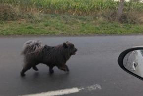 Fundmeldung Hund Unbekannt Saint-Gilles Frankreich