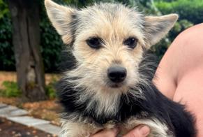 Fundmeldung Hund Unbekannt , 1 Jahr Malintrat Frankreich