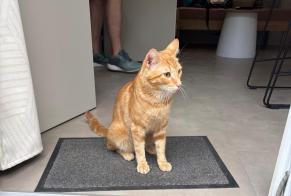 Fundmeldung Katze Männliche Privas Frankreich