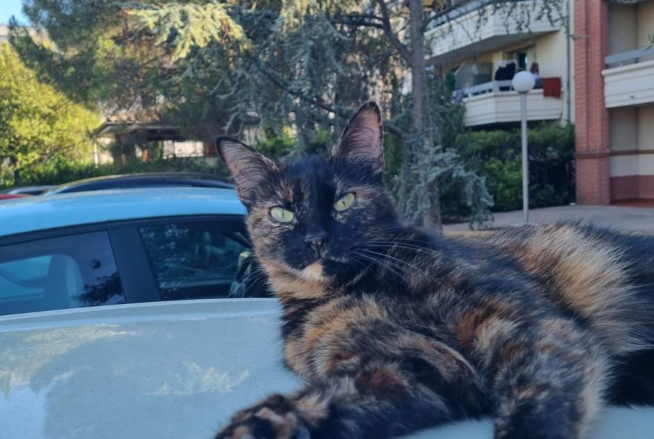 Vermisstmeldung Katze Weiblich , 3 jahre Bordeaux Frankreich
