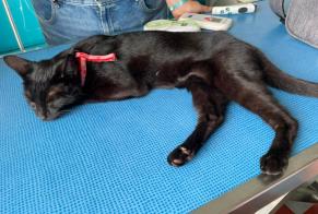 Fundmeldung Katze Weiblich Talmont-Saint-Hilaire Frankreich
