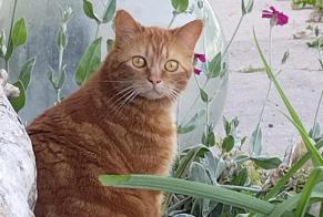 Vermisstmeldung Katze Weiblich , 21 jahre Mortagne-sur-Gironde Frankreich