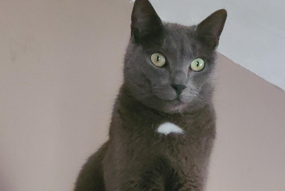 Vermisstmeldung Katze rassenmischung Männliche , 5 jahre Vineuil Frankreich