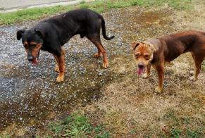 Fundmeldung Hund rassenmischung Männliche Buire-Courcelles Frankreich