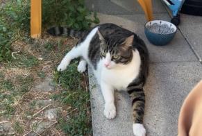 Vermisstmeldung Katze  Männliche , 4 jahre Chambéry Frankreich