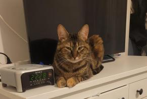 Vermisstmeldung Katze  Weiblich , 2 jahre Sainte-Florence Frankreich
