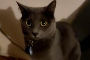 Vermisstmeldung Katze rassenmischung Weiblich , 4 jahre Limoges Frankreich