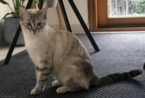 Vermisstmeldung Katze Weiblich , 2 jahre Wattignies Frankreich