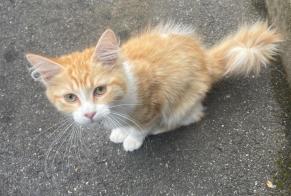 Fundmeldung Katze Männliche Palaiseau Frankreich