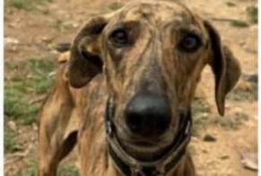 Vermisstmeldung Hund  Männliche , 2 jahre Nice Frankreich