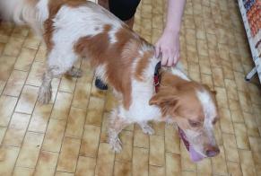 Fundmeldung Hund  Männliche Piégut-Pluviers Frankreich