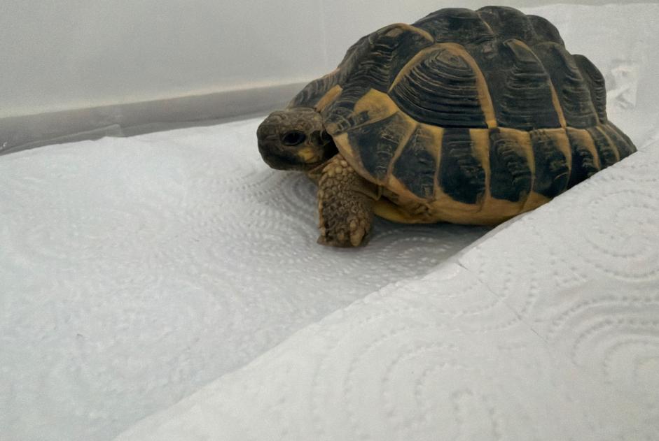 Fundmeldung Schildkröte Unbekannt Solaize Frankreich