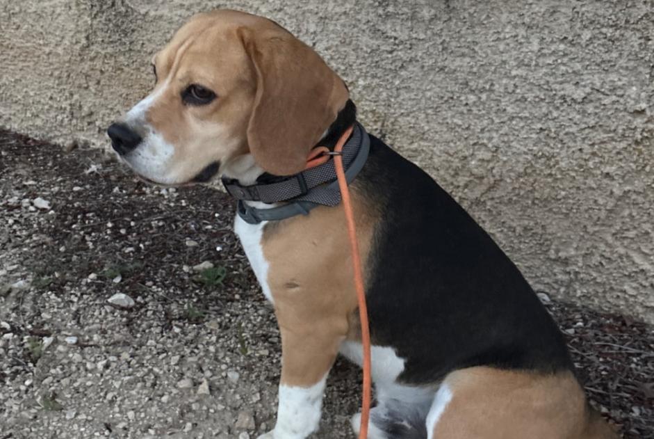 Fundmeldung Hund Unbekannt Ansouis Frankreich