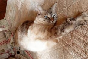 Vermisstmeldung Katze rassenmischung Weiblich , 4 jahre Gannay-sur-Loire Frankreich