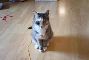 Vermisstmeldung Katze Weiblich , 6 jahre Brive-la-Gaillarde Frankreich