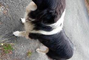 Fundmeldung Hund  Männliche Saint-Médard-d'Excideuil Frankreich